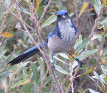 Scrub Jay