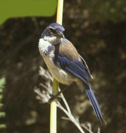 Scrub Jay