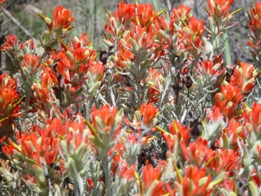 Castilleja lanata hololeuca