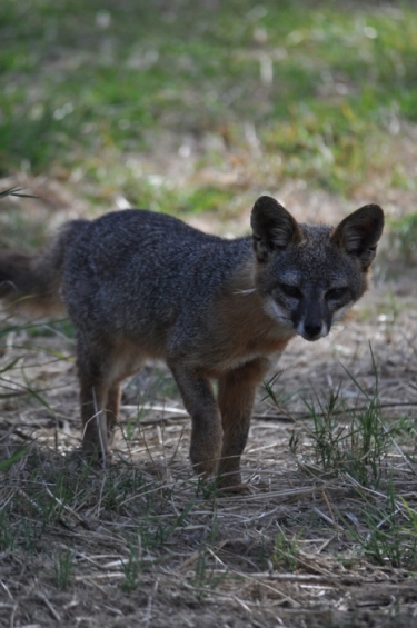 Curious Fox