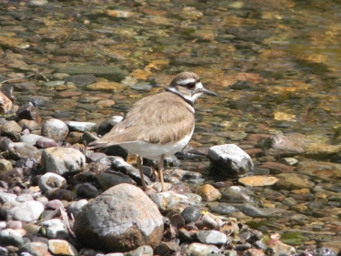 Killdeer