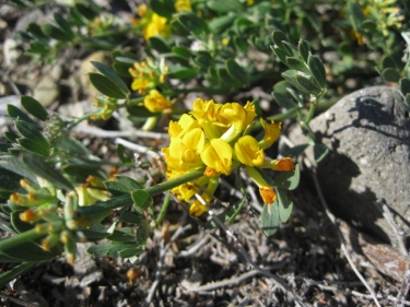 Deer Weed