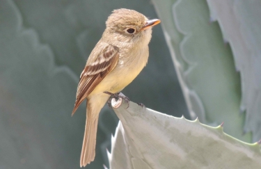 PS Flycatcher Left