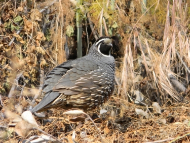 California Quail