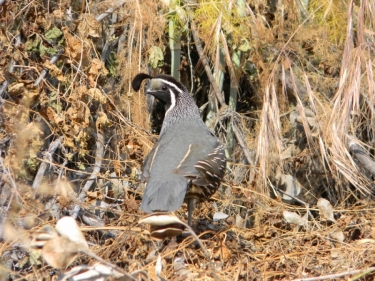 California Quail