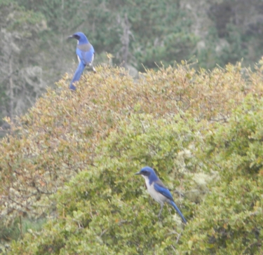 Scrub Jays