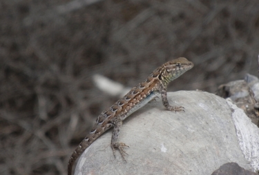 Side-blotched Lizard