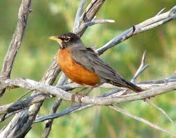 American Robin