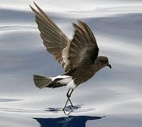 Ashy Storn Petrel