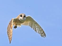 Barn Owl