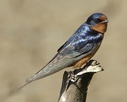 Barn Swallow