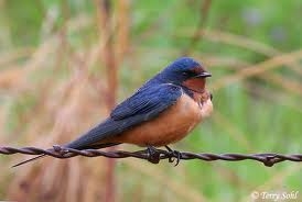 Barn Swallow