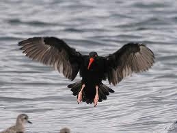 Black Oystercatcher