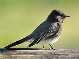 Black Phoebe