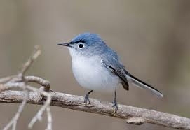 Blue Gray Gnatcather