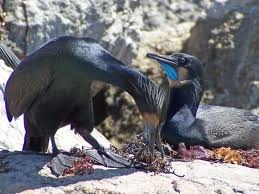 Brant's Cormorant