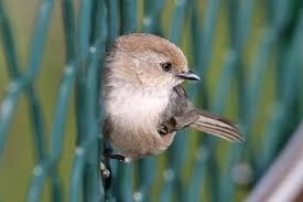 Bushtit