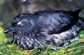 Cassins Auklet