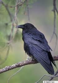 Common Raven