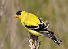 Lesser Goldfinch