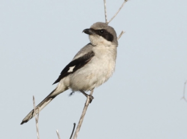 Logger Head Adult