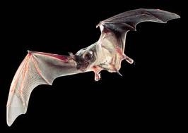 Mexican Free Tailed Bat