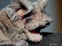 Mexican Free Tailed Bat Face