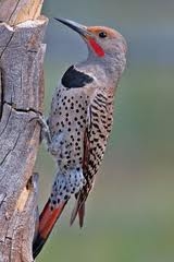 Northern Flicker