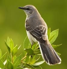 Northern Mockingbird