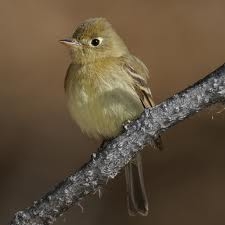 Pacific Slope Flycatcher