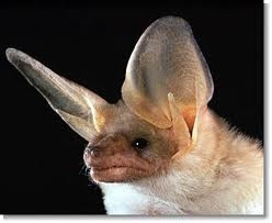 Pallid Bat Face