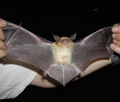 Pallid Bat