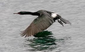 Pelagic Cormorant