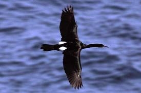 Pelagic Cormorant