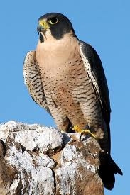 Peregrine Falcon