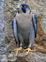 Peregrine Falcon