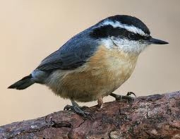 Red Breasted Nuthatch