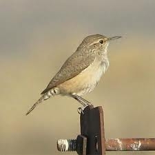 Rock Wren