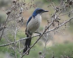 Scrub Jay