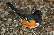 Spotted Towhee