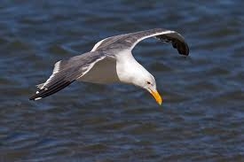 Western Gull