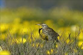 Western Meadowlark