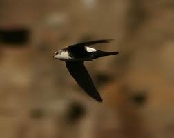 White Throated Swift