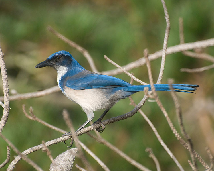 Island Scrub Jay