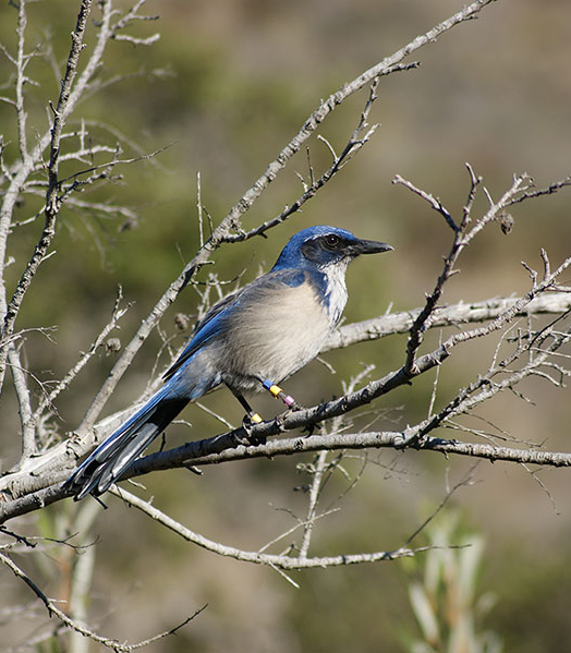 island blue jay