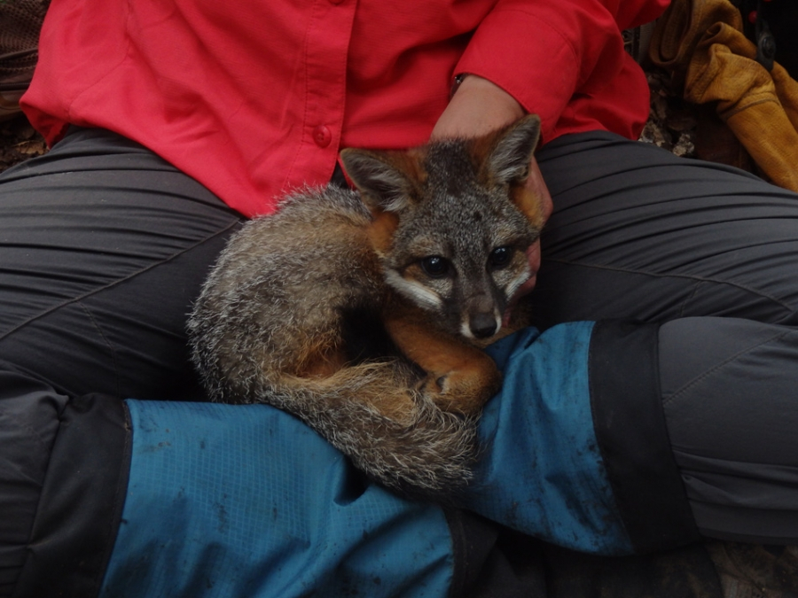 Scared Fox