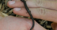 Black-bellied Slender Salamander