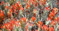 Castilleja lanata hololeuca