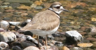 Killdeer