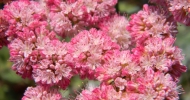 Red Buckwheat Flower